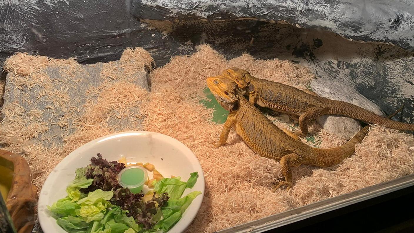 Ora stanno al caldo