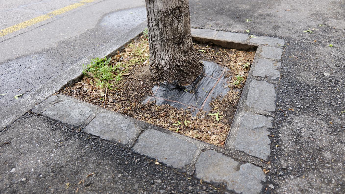Le buche d’impianto degli aceri di cui prima, ridotte e circondate da superfici impermeabili. In città lo spazio lasciato alle radici è spesso determinante per la salute degli alberi.