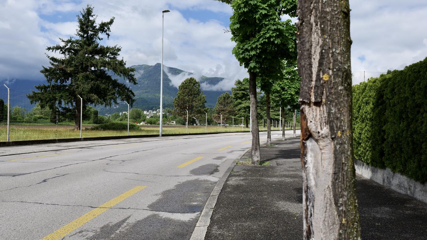Alberature esposte a stress meccanici, termici e idrici. In totale, a causa di innumerevoli errori di progettazione, sono circa ottanta gli aceri che verranno abbattuti lungo Via Alle Scuole e Via Angelo Nessi.