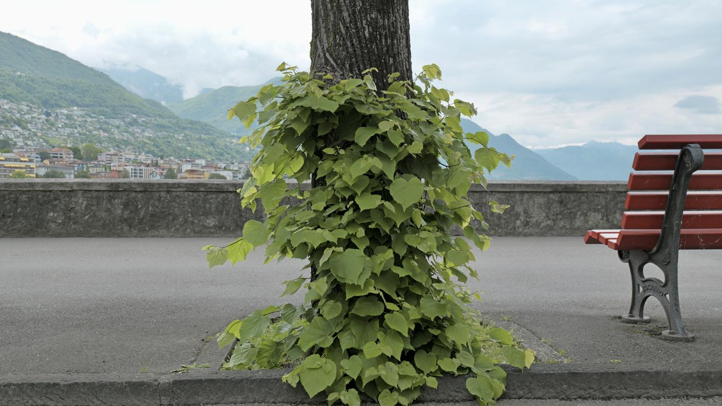 Ricacci alla base di un tiglio: anche piccoli segnali vegetativi raccontano la pressione a cui sono sottoposti gli alberi urbani.