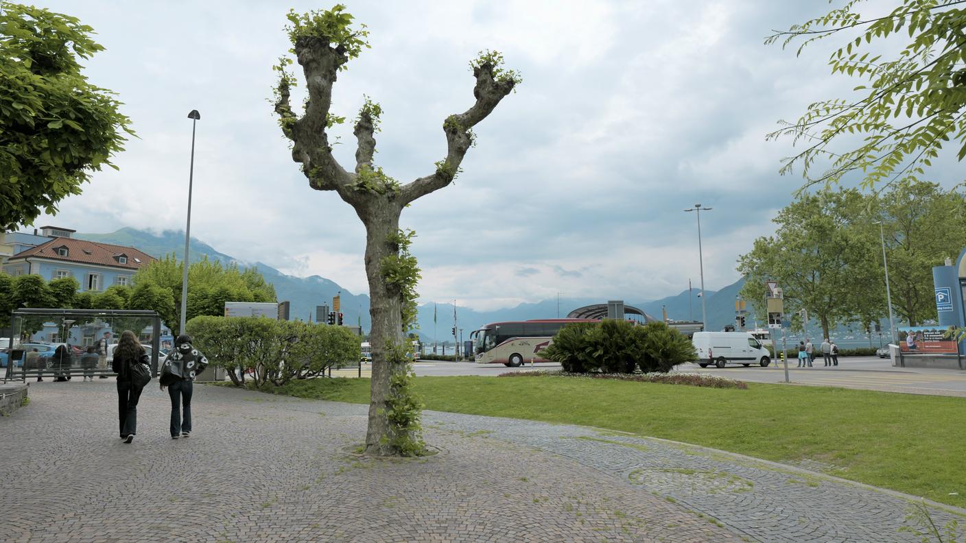 La capitozzatura è la prima causa di deperimento degli alberi nelle zone urbane e periurbane. Oltre ad un maggiore costo di gestione, gli alberi sono inutilmente esposti a infezioni fungine e altri patogeni.