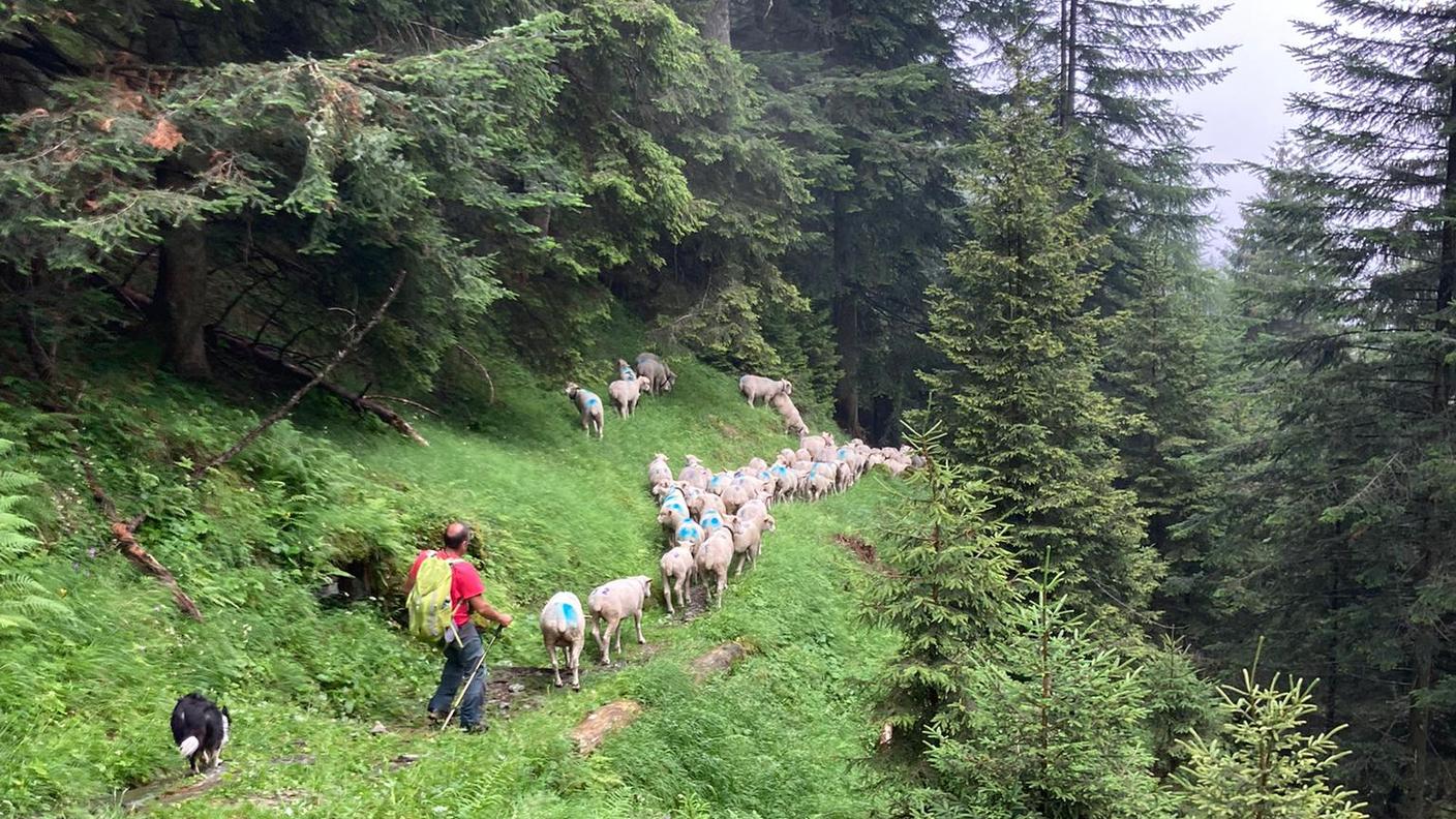 Le pecore scendono al piano dall'alpe della Val Forcola