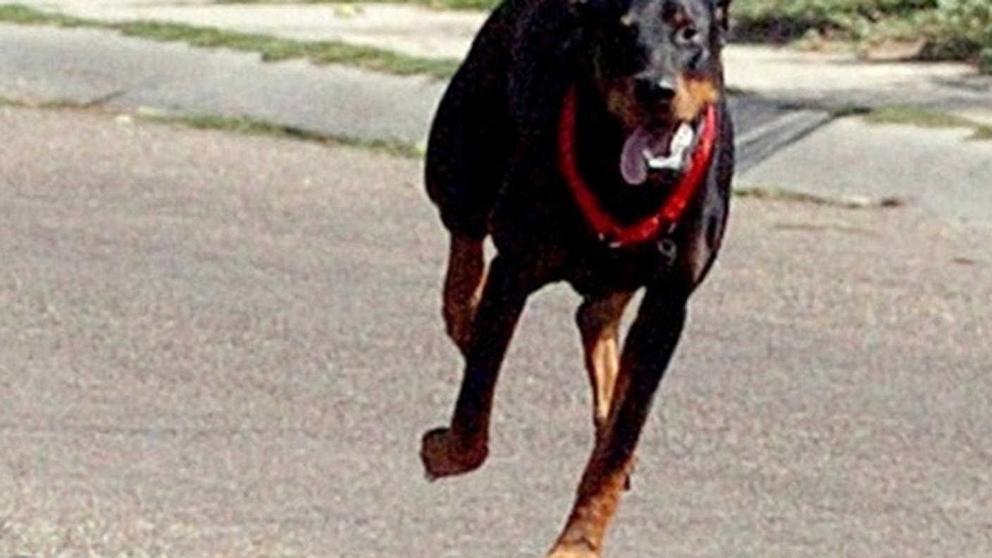 Padrone e cane sono fuggiti senza sincerarsi delle condizioni dei due feriti