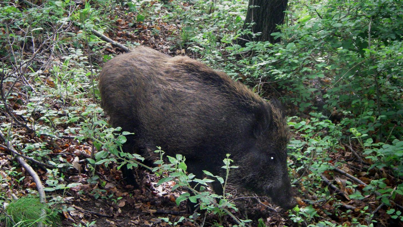 cinghiale tp.jpg
