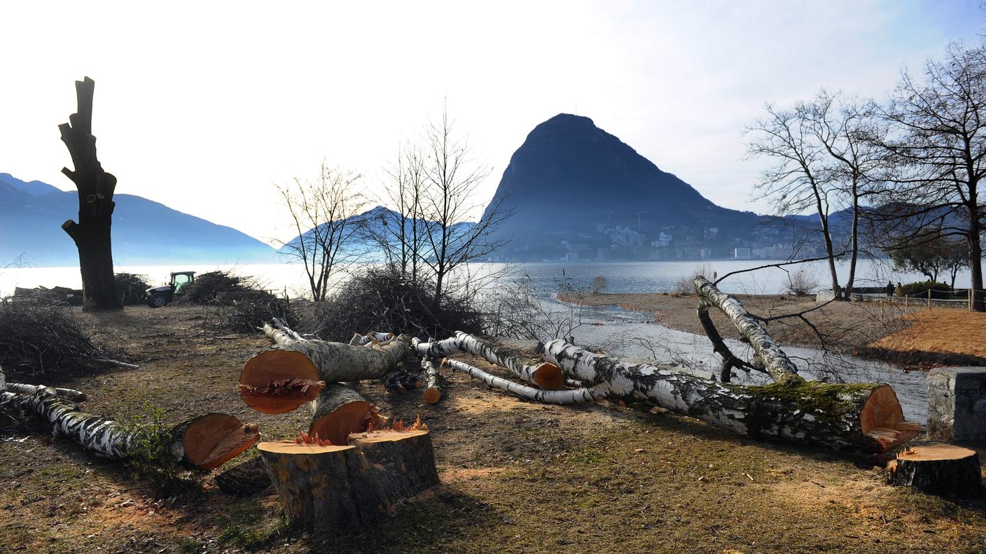 alberi lugano cassarate tagli tp.jpg