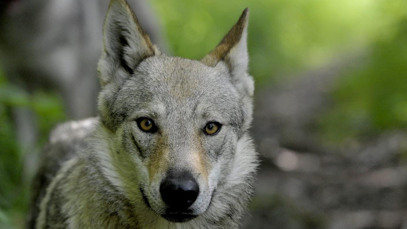 Oltre alla pecora l'animale ha divorato tre agnelli