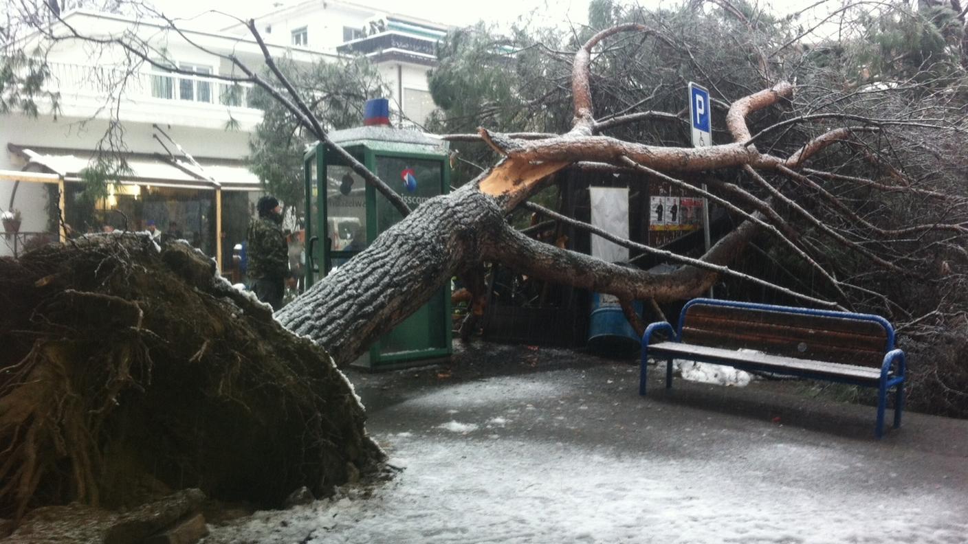 L'albero caduto