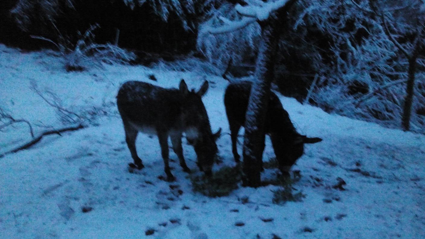 neve gannaio 6.jpg