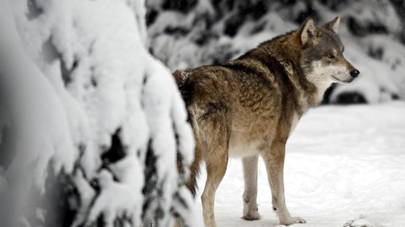 Uno in Vallemaggia e uno nella zona di Magadino