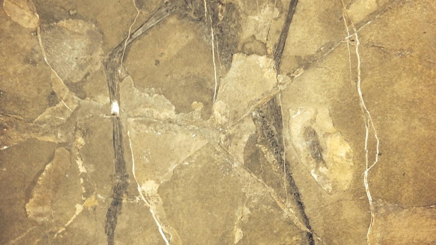 fossile grigioni 3 rsi priuli.JPG
