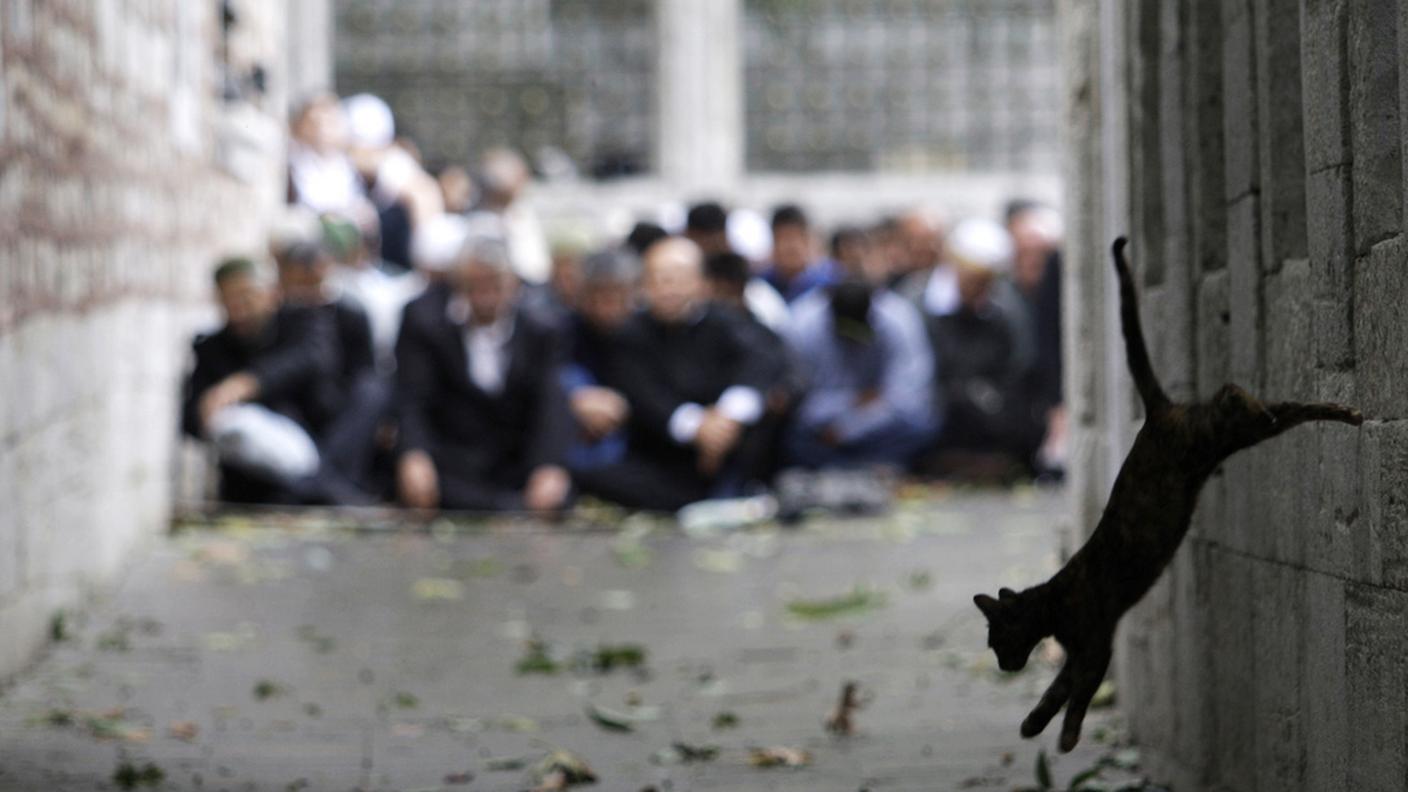 Un gatto nero turco indifferente alla preghiera durante il Ramadan