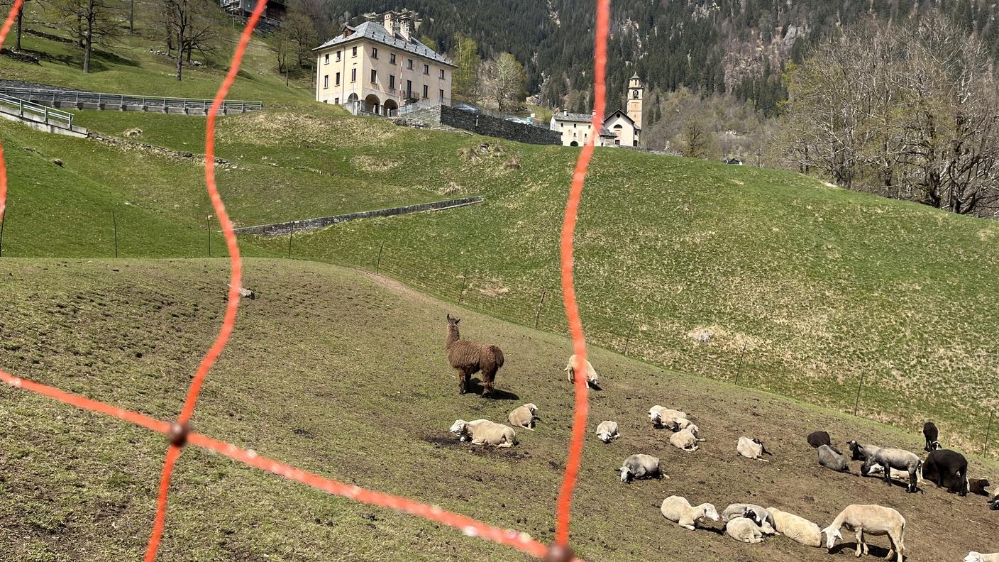 Il gregge di Cerentino ora vive nel recinto dove viene foraggiato