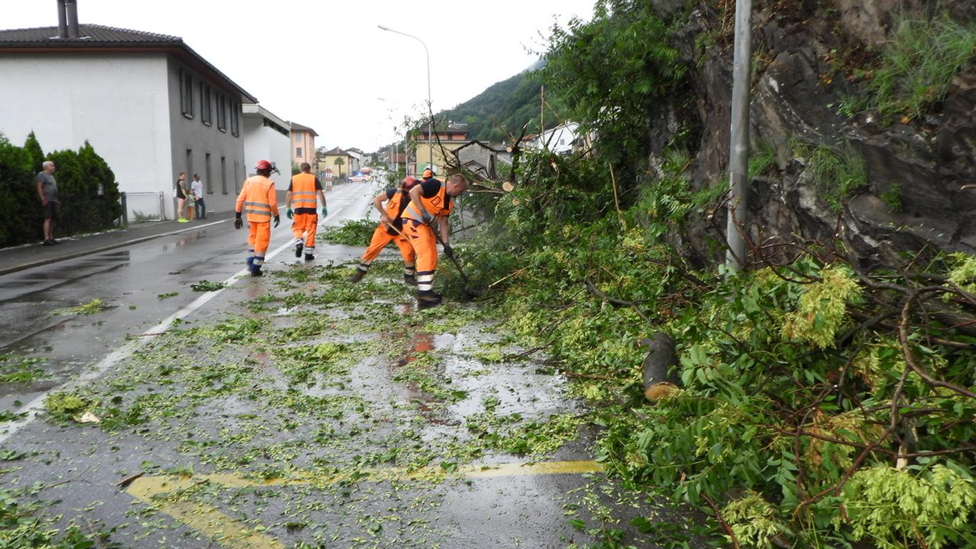 Piante cadute sulla strada a Monte Carasso