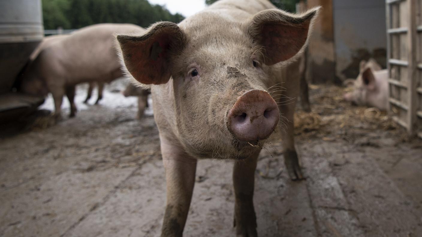 La malattia colpisce anche i maiali domestici