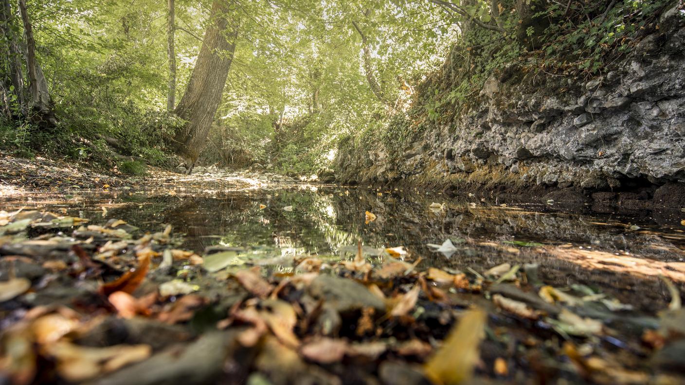 Nei boschi della Svizzera italiana gli effetti dei mutamenti climatici appaiono ben più marcati rispetto al dato nazionale