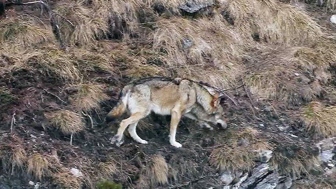 Uno degli esemplari che si aggirano nei Grigioni