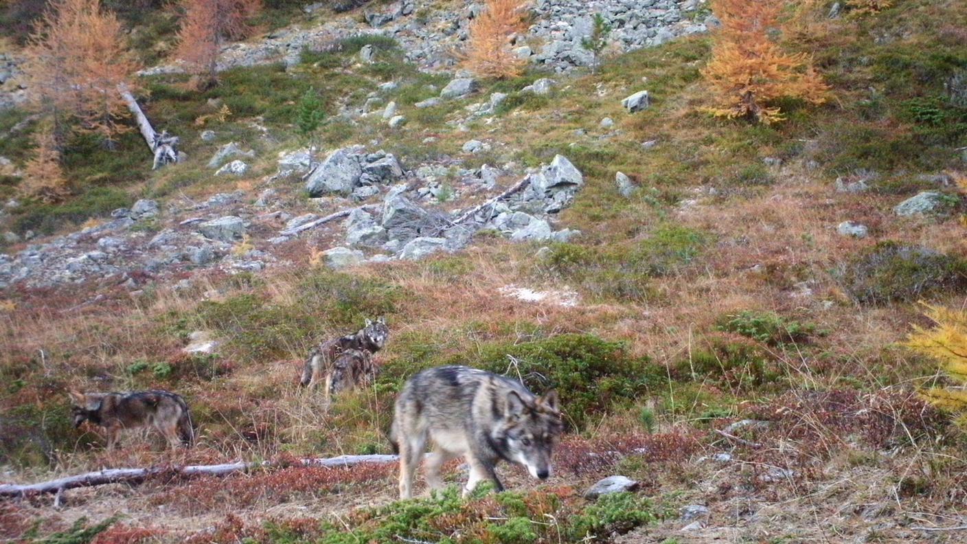 Responsabili di diversi attacchi