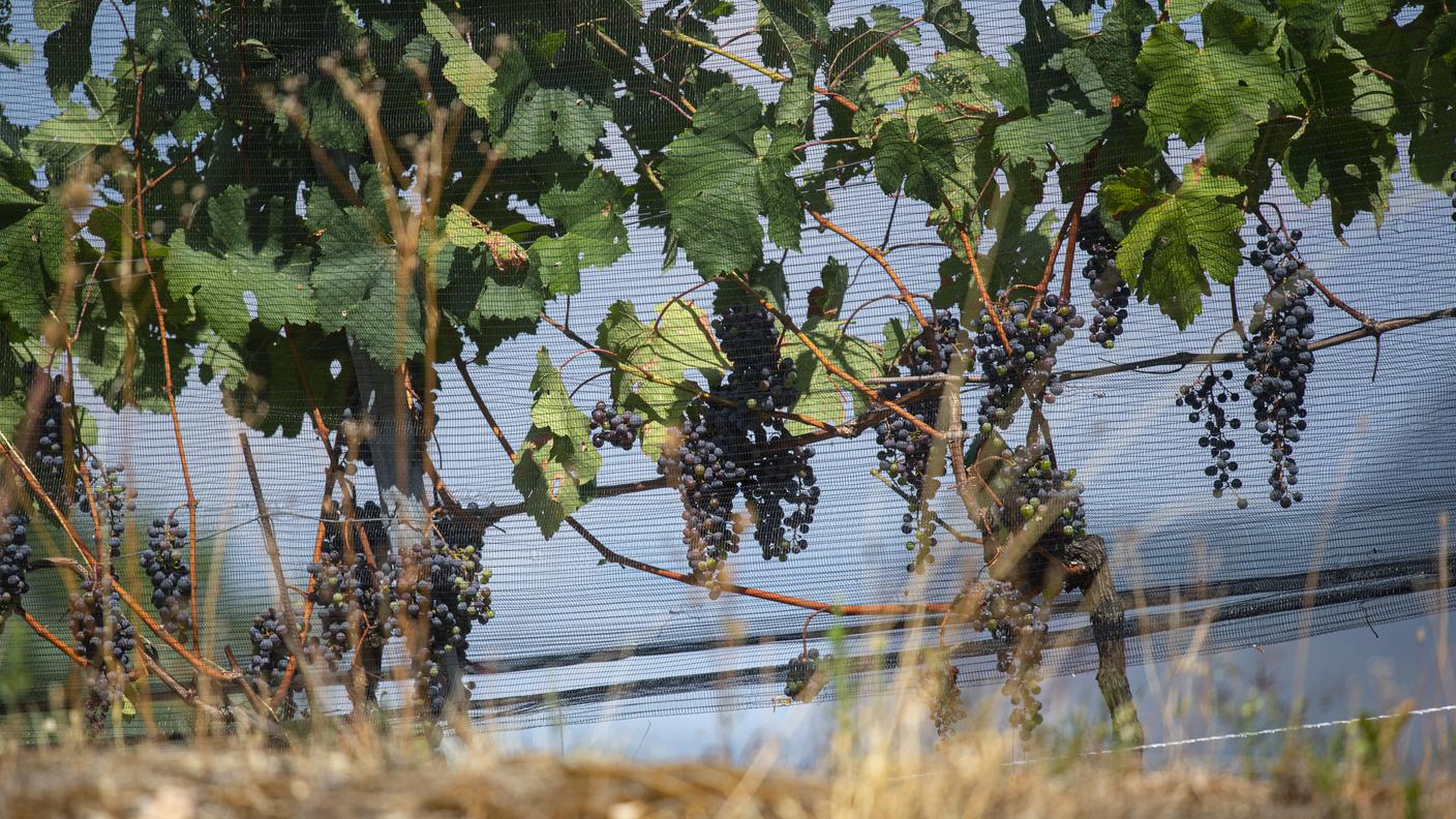 Al via la vendemmia anticipata