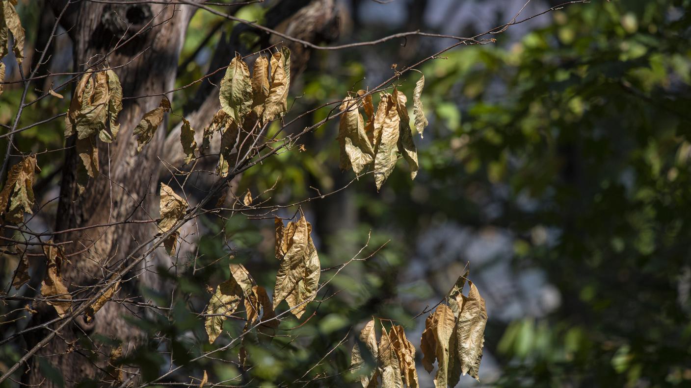 L'autunno in anticipo nei boschi del Mendrisiotto