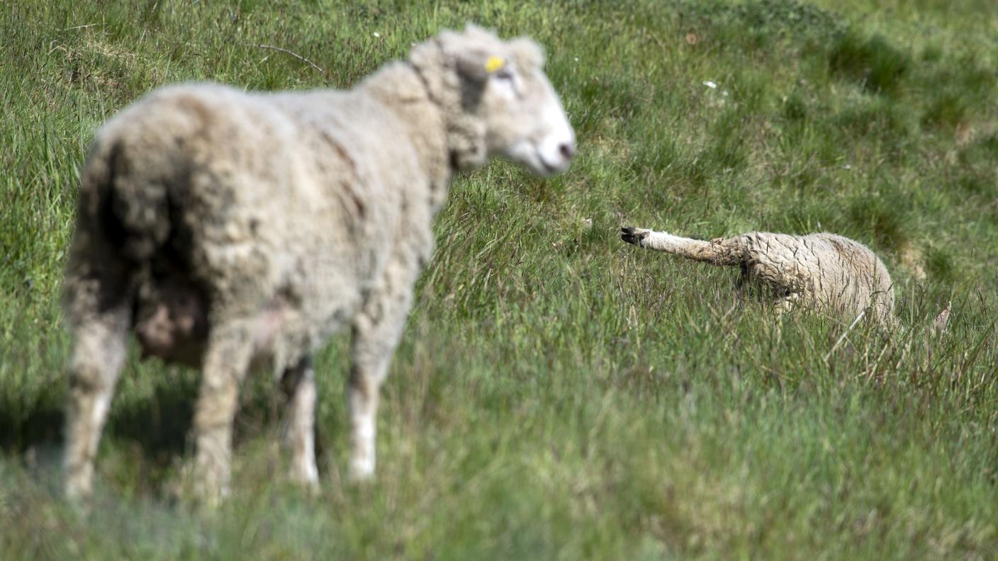 Pecore vittime di un attacco lo scorso aprile in Valle Rovana
