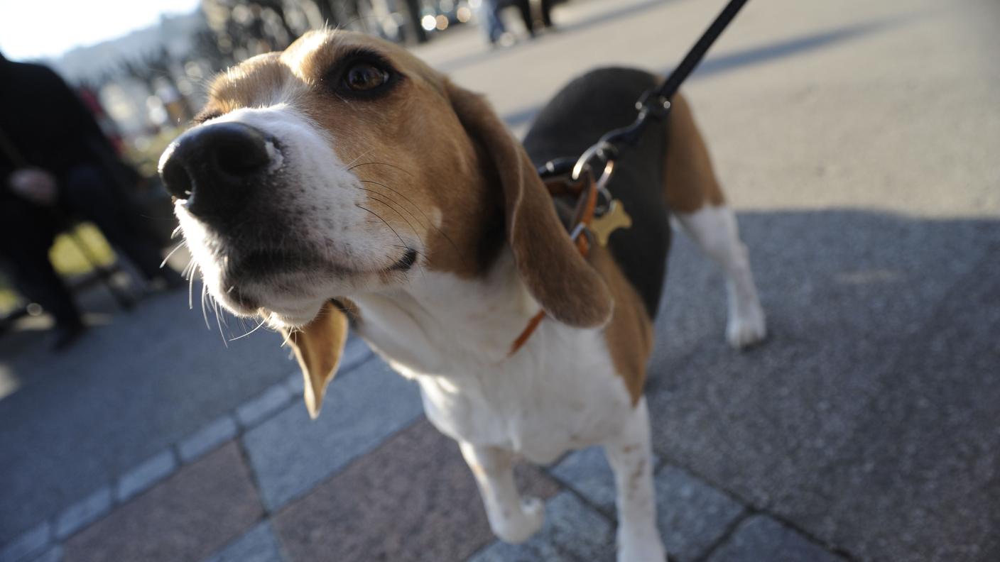 Da anni a Lugano in tanti aspettano la creazione di un Dog Park