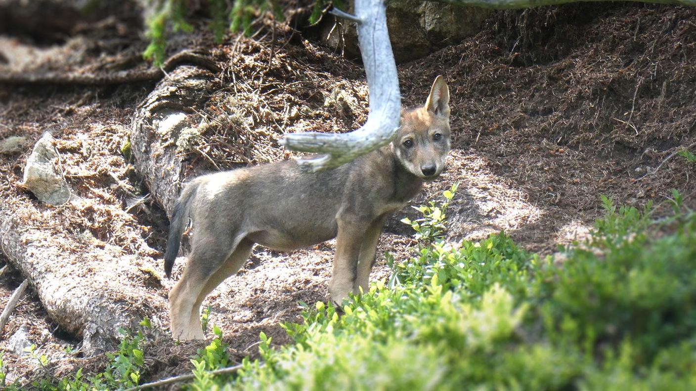 Un cucciolo di uno dei branchi presenti in Surselva fotografato nel 2020