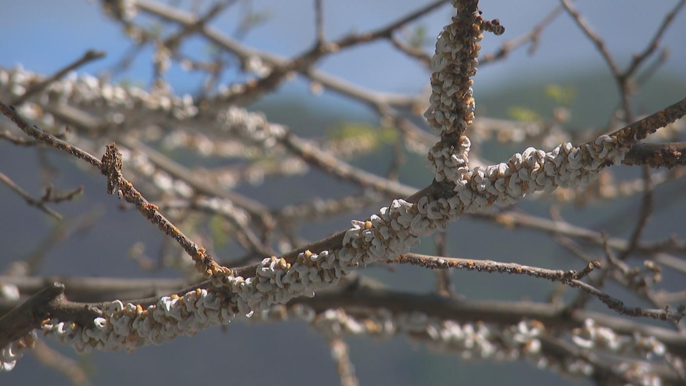 La takahashia japonica su una pianta del Lido di Brissago
