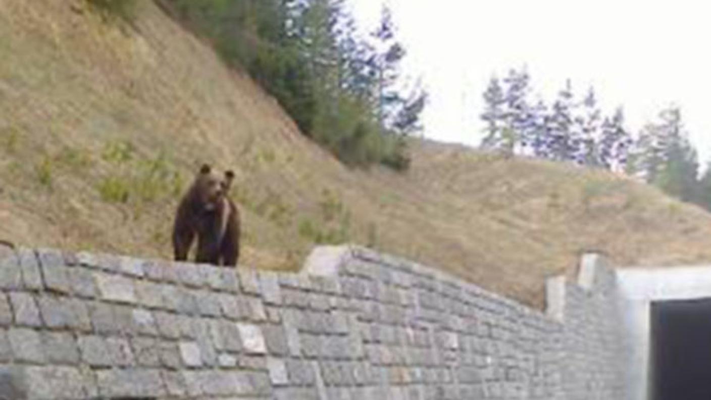 Un'immagine dell'animale in maggio sulla strada tra Zernez e Brail
