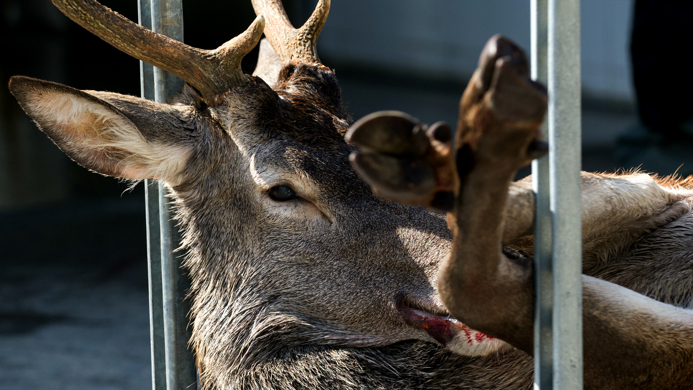 L'animale probabilmente era spaventato e disorientato