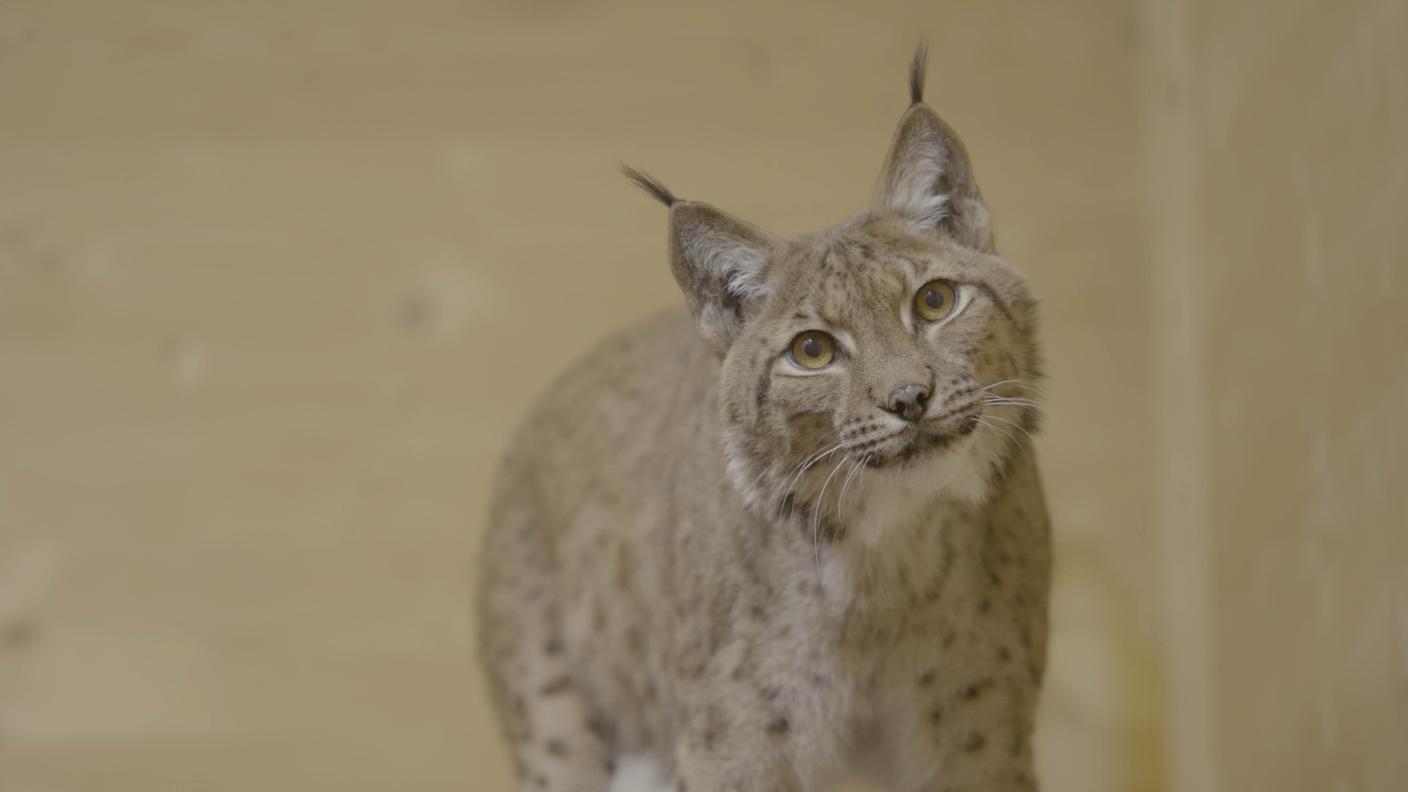 Il lento ritorno della lince