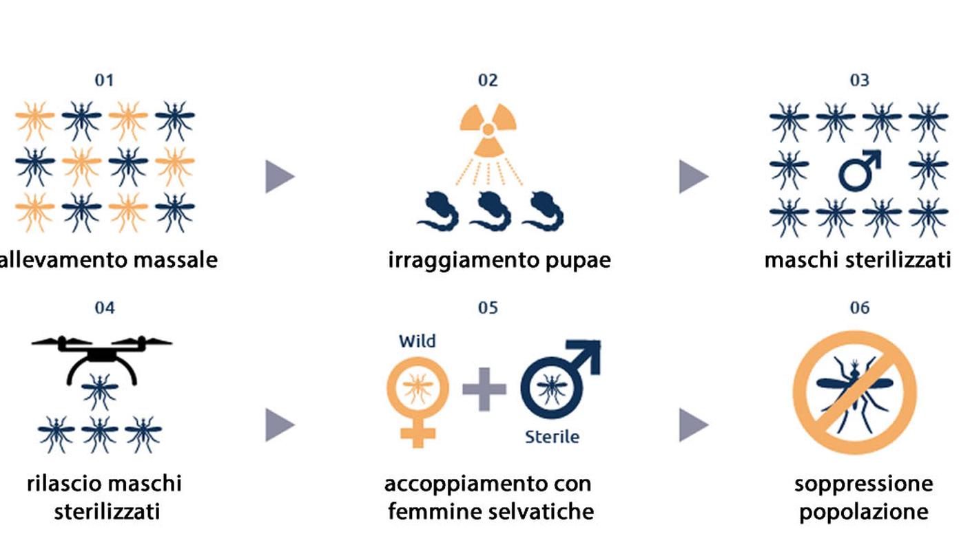 I passaggi chiave della tecnica del maschio sterile applicata alla zanzara tigre 