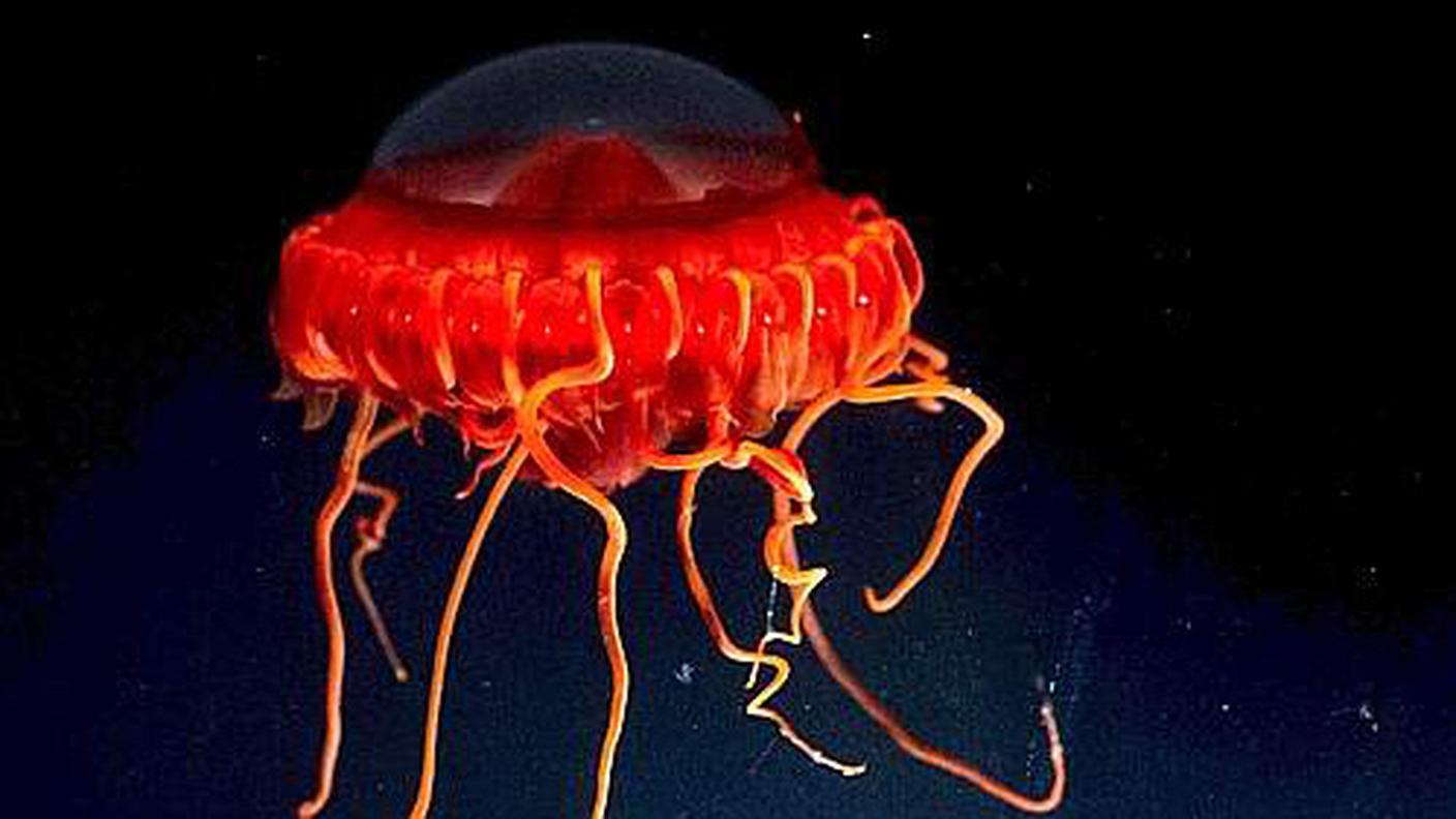 medusa_mare_celebes.jpg