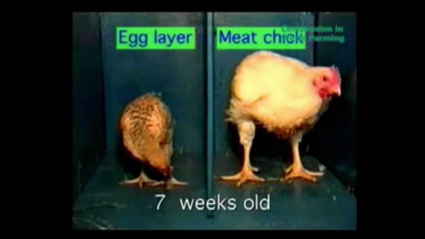A sinistra un pollo normale, a destra un pollo allevato intensivamente
