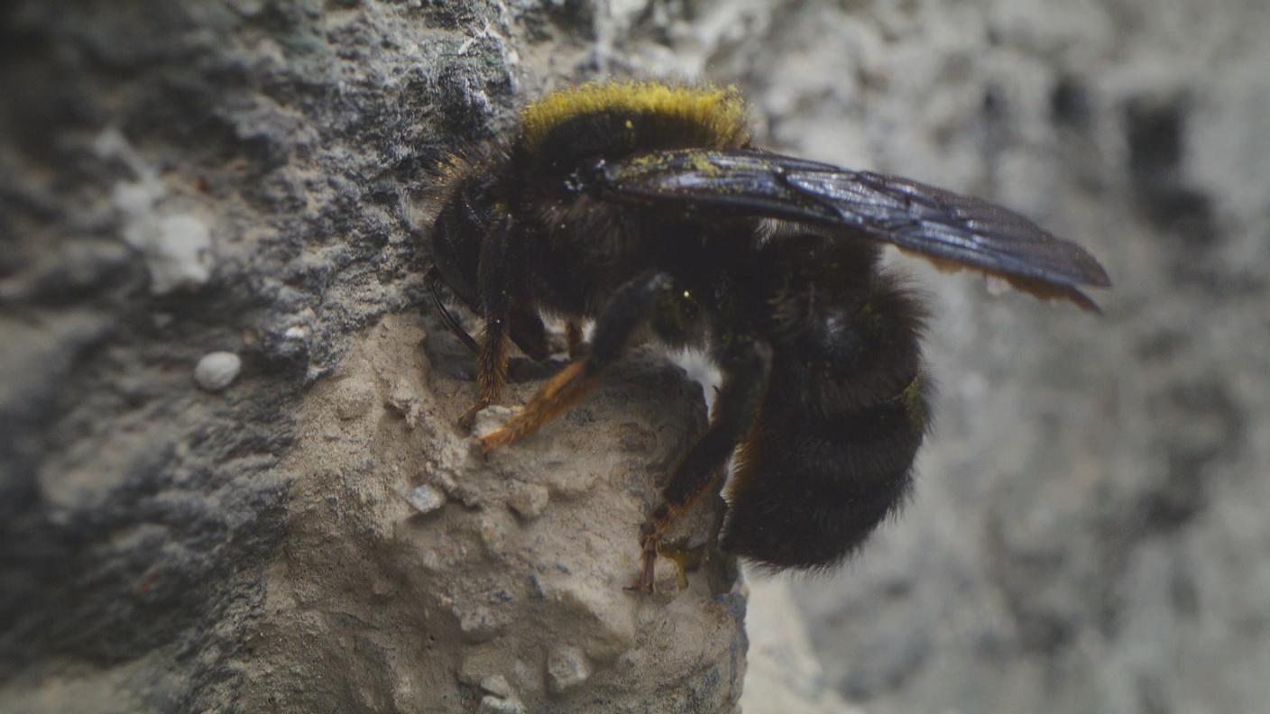 Un esemplare di imenottero della famiglia Megachilidae, genere Megachile, comunemente nota come ape muratrice