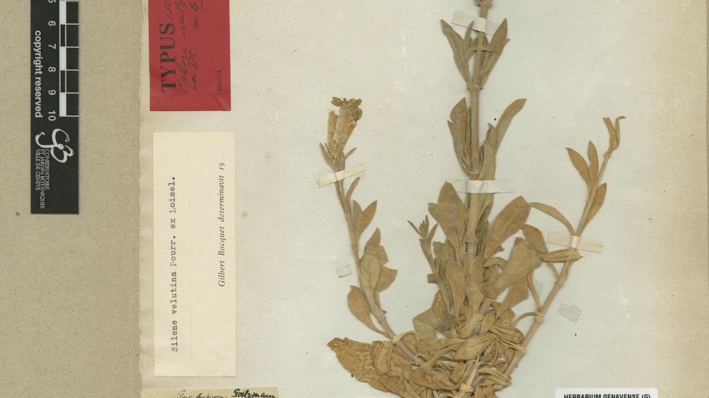 Herbier von Haller