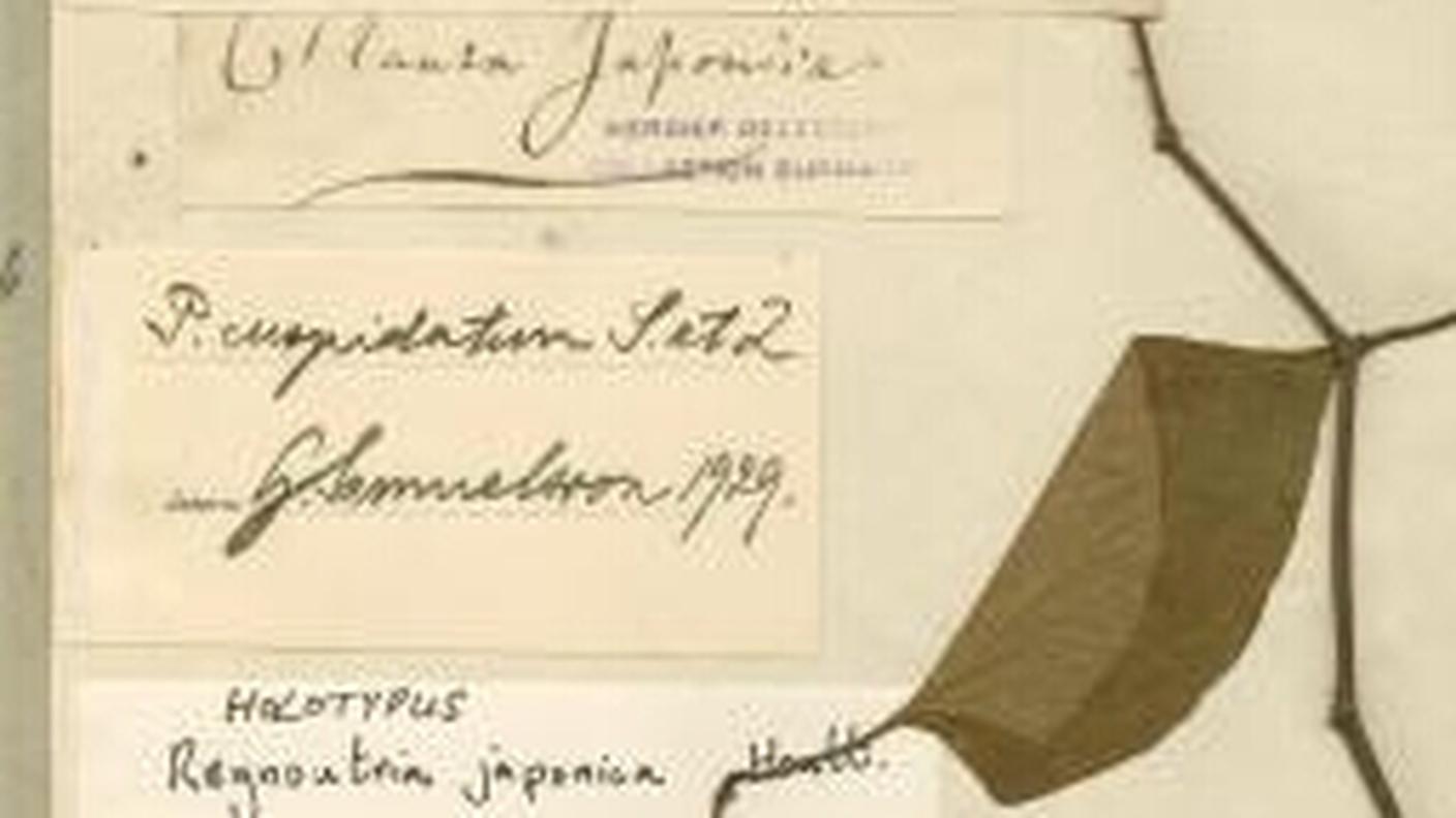 Renouée du Japon