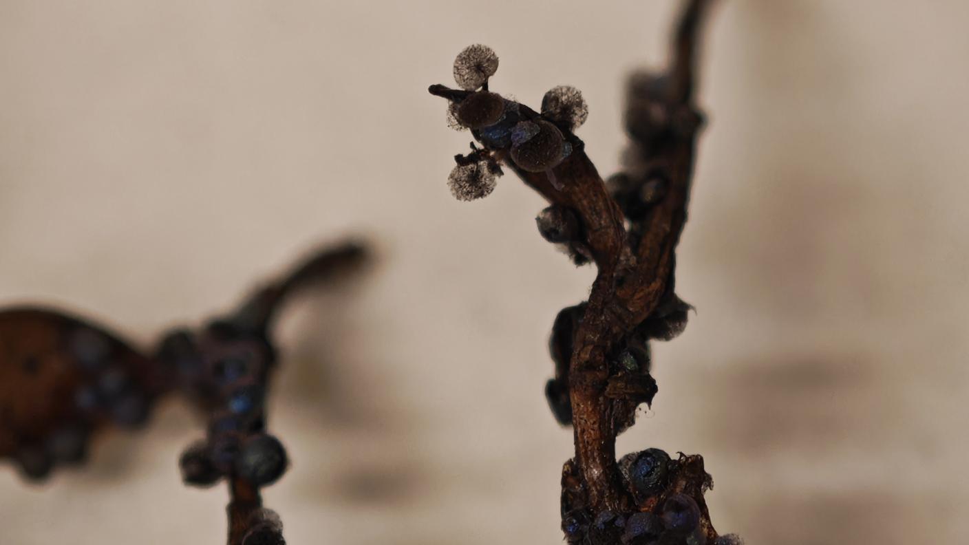 Myxomycètes