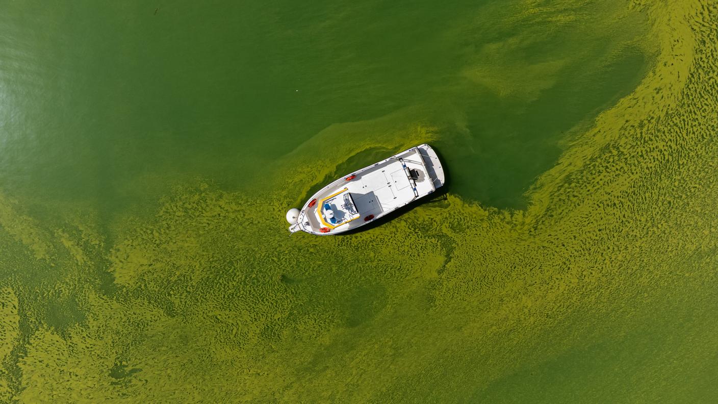 Cianobatteri nel Lago Ceresio