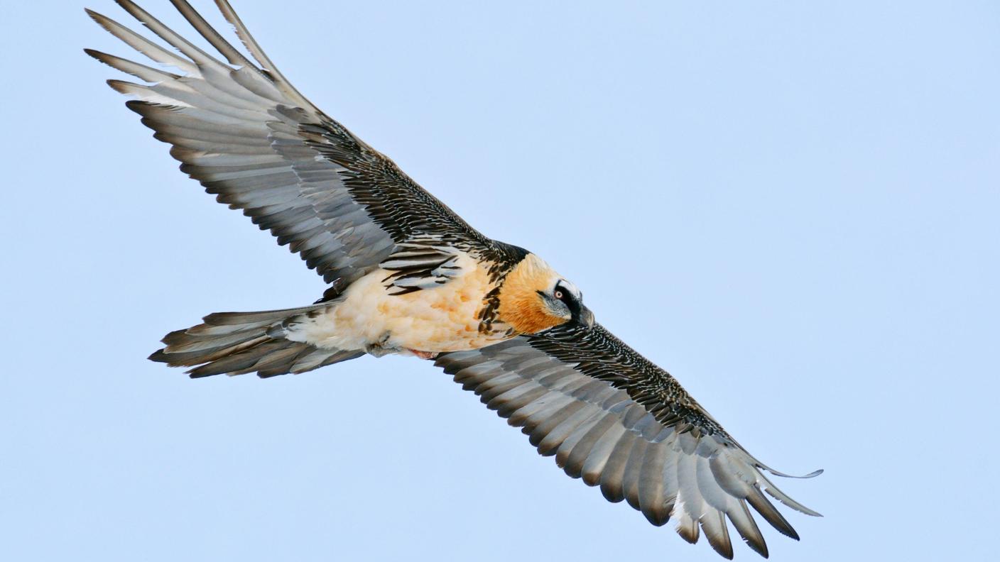 Un gipeto in volo