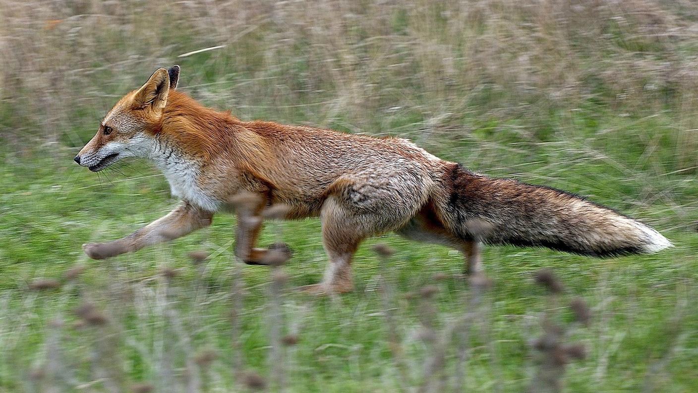 Una volpe, abituata a essere nutrita, ha morso due persone