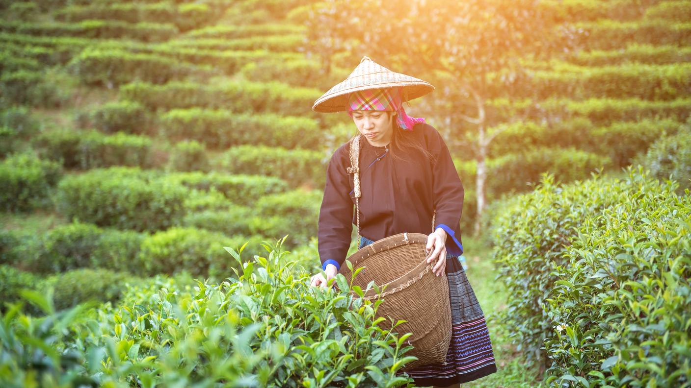 Darjeeling, piantagione di tè