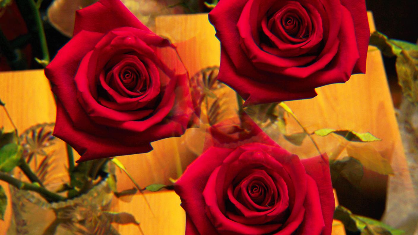 rose
