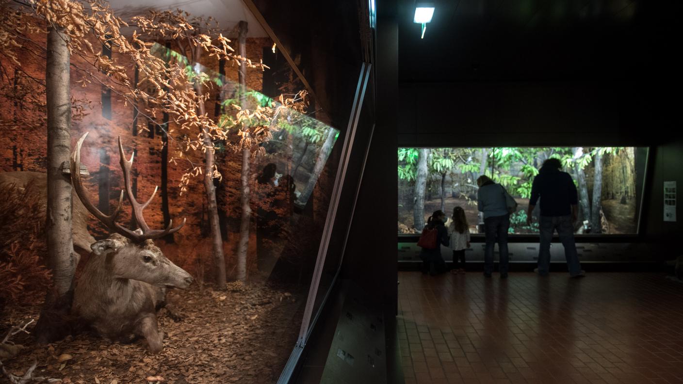 Museo Cantonale di Storia Naturale