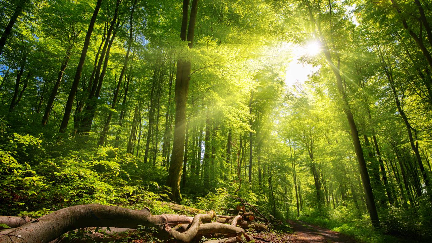 foresta, bosco