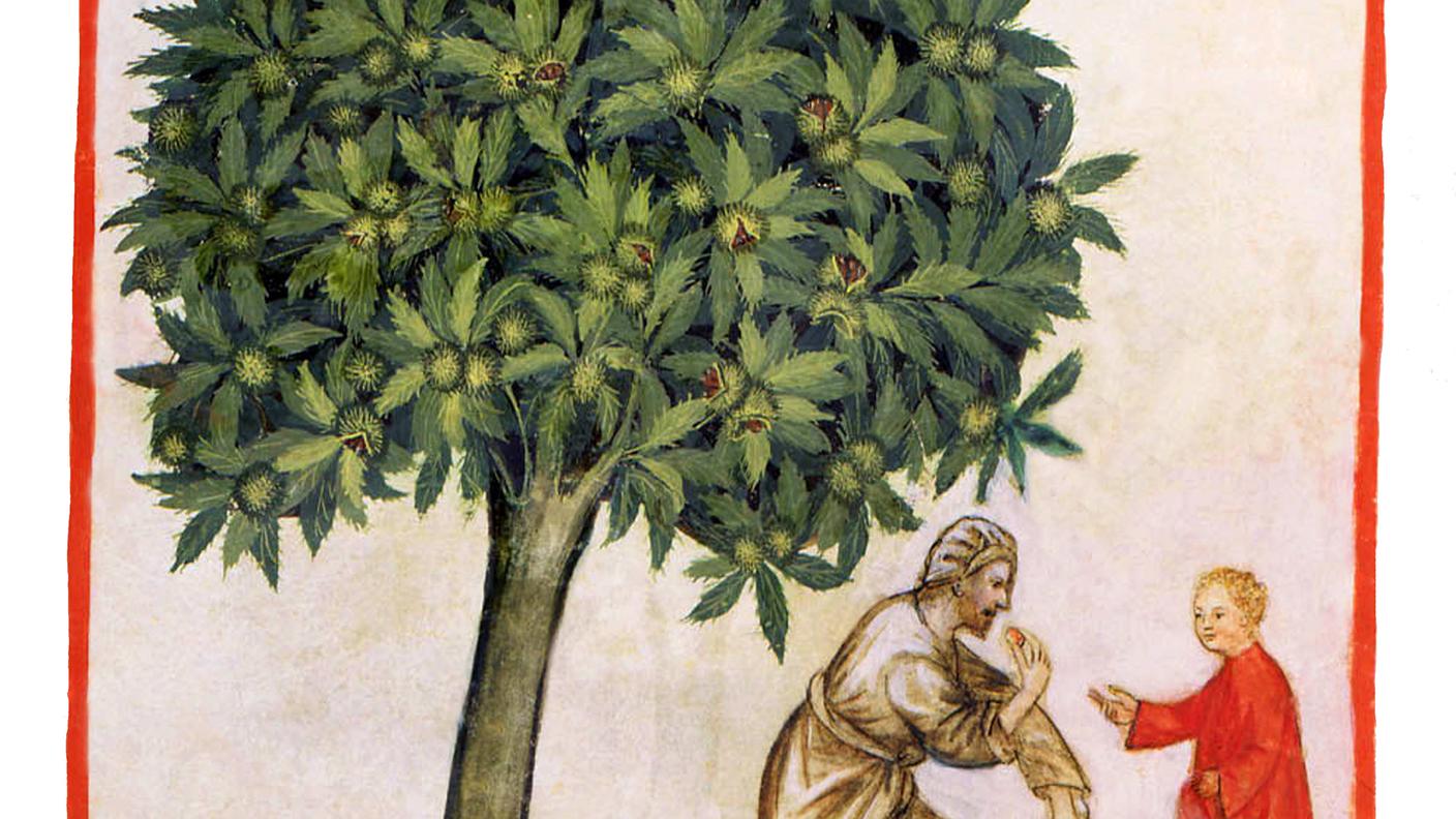 Tacuinum Sanitatis, "Raccolta e cottura delle castagne", metà XV secolo (dettaglio dipinto)