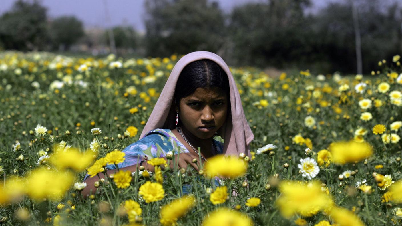 Una giovane donna indiana raccoglie fiori per rivenderli durante la Festa della Donna
