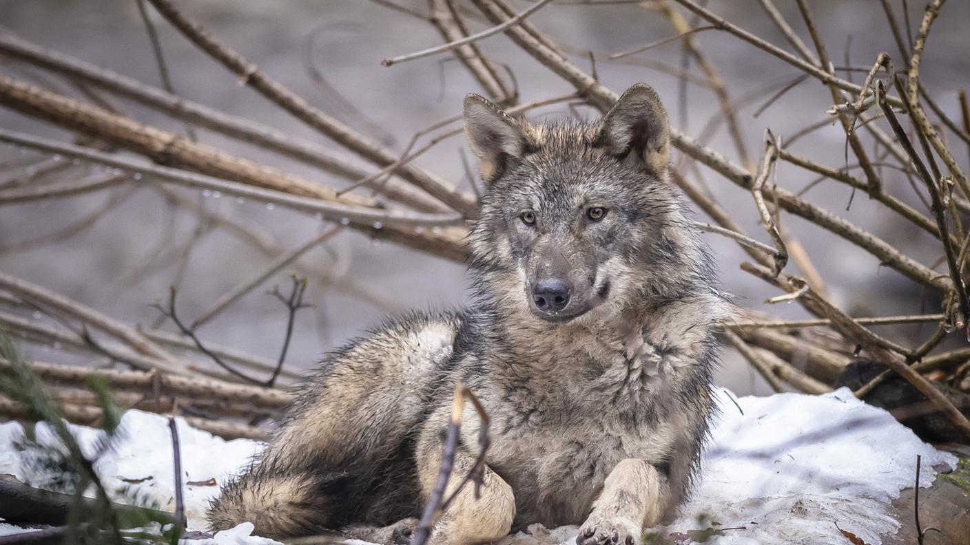 Un lupo fotografato nel canton Berna