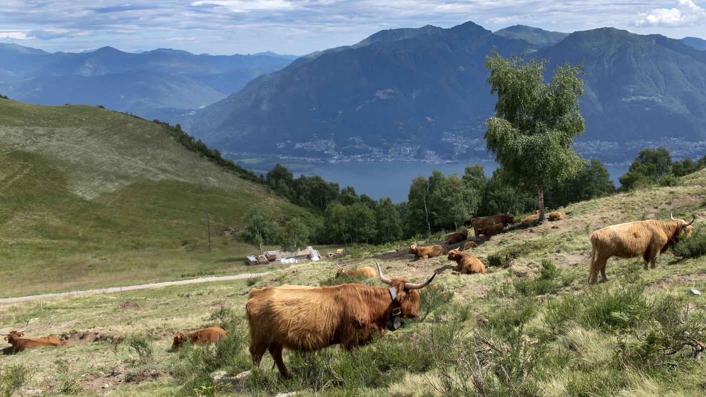 Un pascolo sull'alpe Cardada