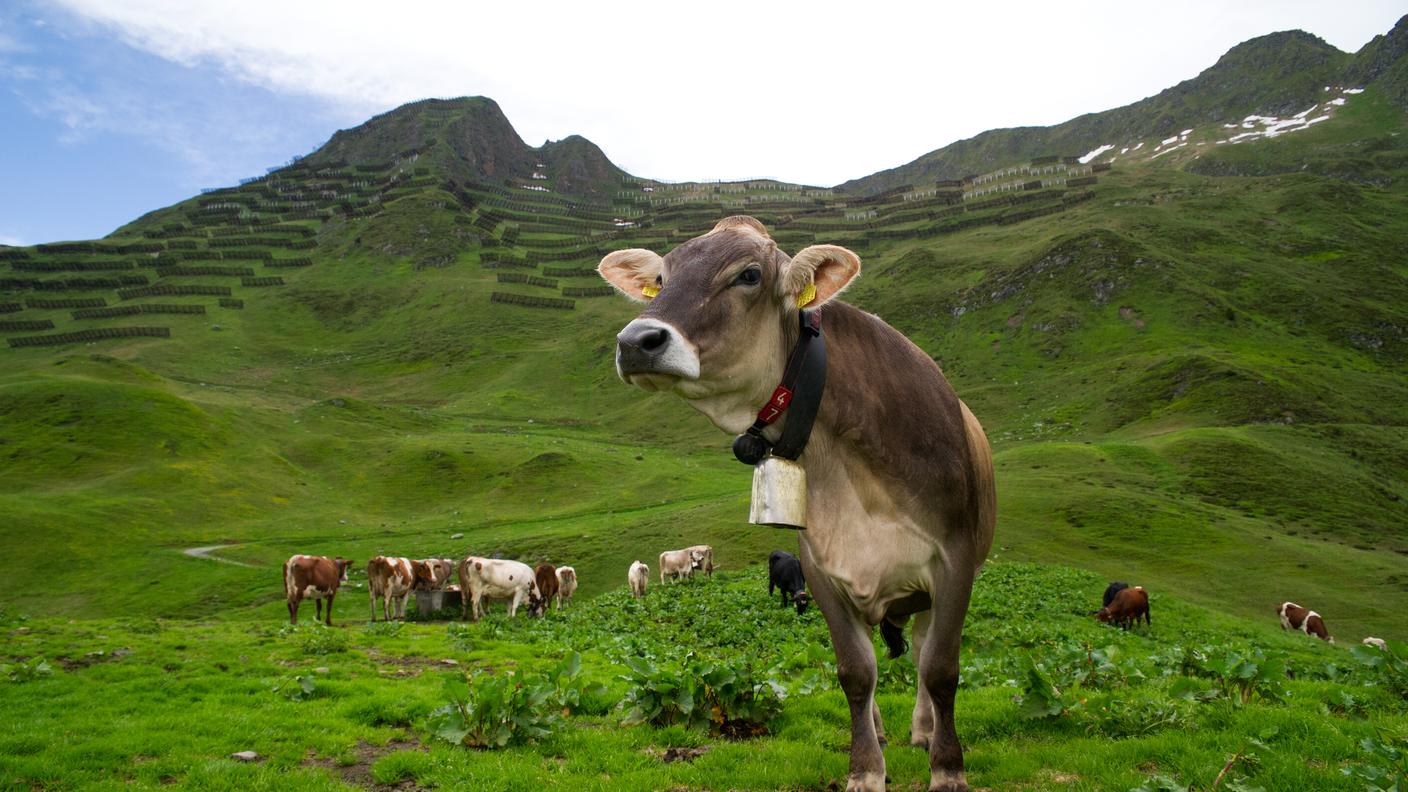 Ridurre il Co2 prodotto dai bovini