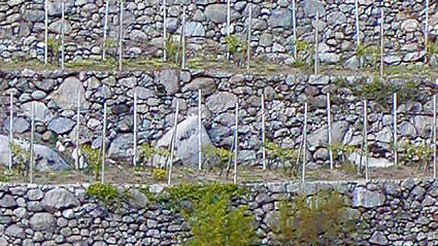 Muri a secco con pali in Valtellina